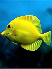 海鱼_手机互动百科