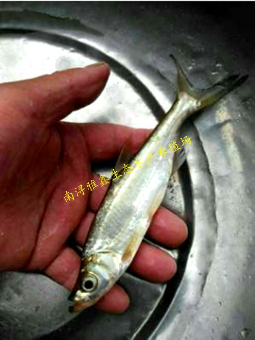 养殖淡水苗翘嘴活体路亚白丝鱼苗