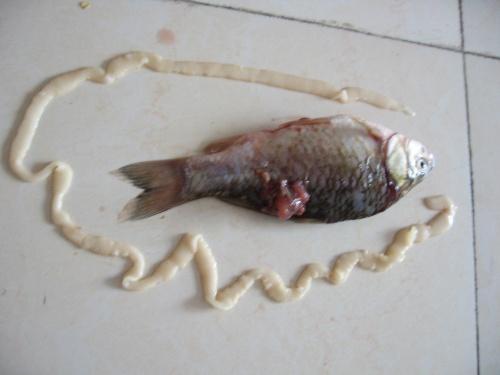 听阅历丰富的人 说,鲫鱼,鲤鱼,三道麟都会生绦虫