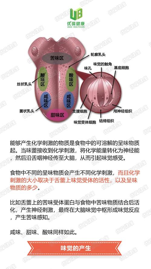 这就需要我们的舌头去参与,在舌头上有许多味觉感受器,让我们可以品尝