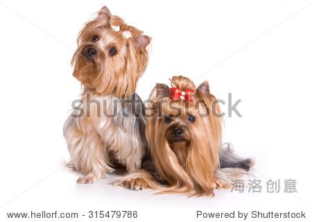 two yorkshire terrier dog (isolated on white)