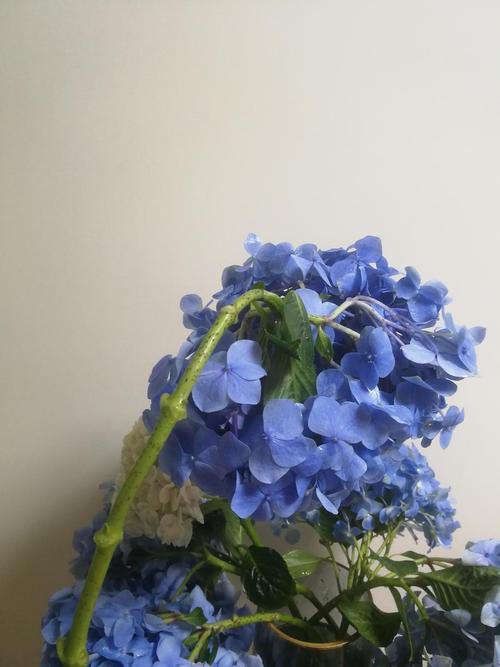 绣球花垂头,有一种头重脚轻的感觉,该怎么做,看花本身