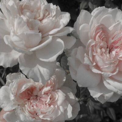 背景图 壁纸 巴洛克 盐系