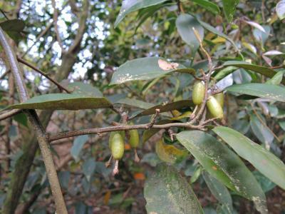 羊奶子根的功效与作用有哪些 羊奶子长什么样子