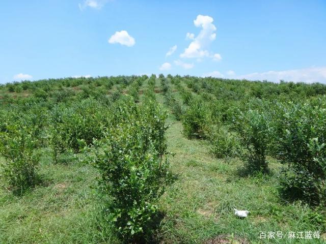 麻江蓝莓基地在哪里?