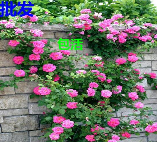 批发蓝色藤本月季 藤本树苗 蔷薇月季花苗 大马士革 平阴玫瑰盆栽