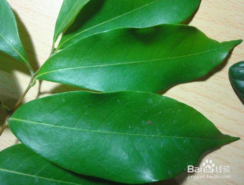 如何区分农眼树和荔枝树?