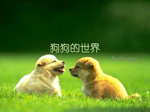 狗狗的世界ppt