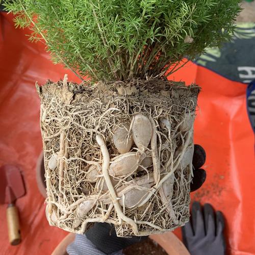 狐尾天门冬小可爱