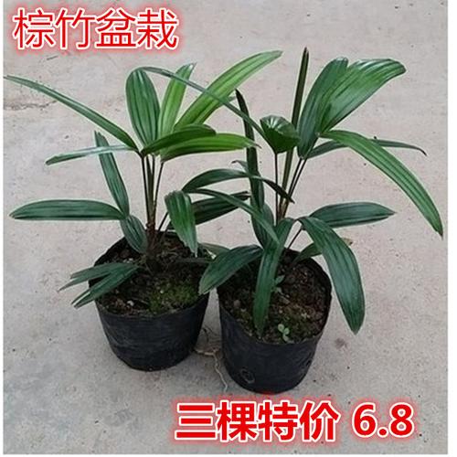 棕竹 棕竹苗 树苗 种子 文竹苗盆栽 棕竹盆栽花卉 植物室内盆景商品