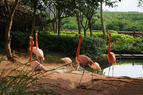 红树林湿地与火烈鸟