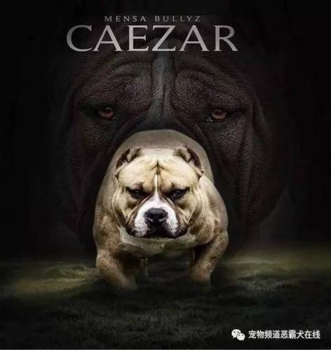 微信头像恶霸犬