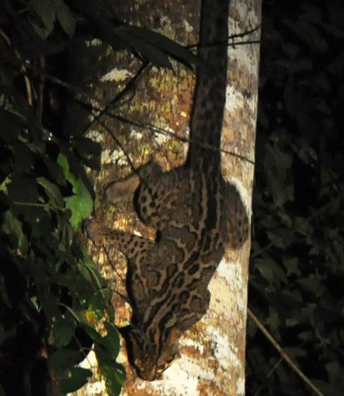 最全 大猫>图鉴 这些可爱的猫儿更需要保护