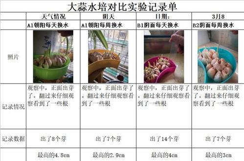 大蒜水培生长记录