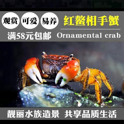 红螯相手蟹浅淡水相守蟹观赏蟹活体螃蟹水陆两栖爬宠桌面宠物包邮