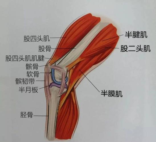 2个简单动作测试膝关节是否退化,护膝要趁早!_韧带