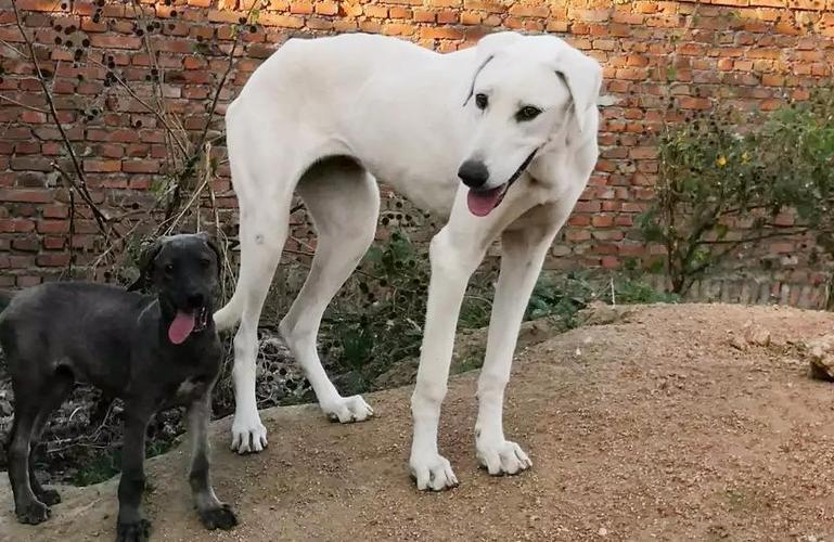 川东犬和下司犬,哪个综合性比较强