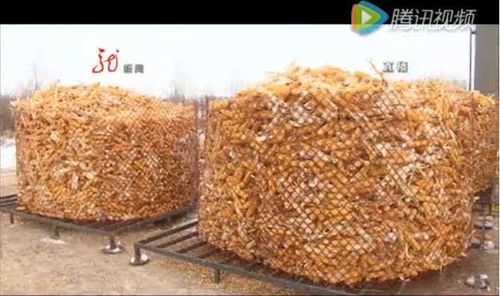 粮油储藏气温回升玉米如何安全储藏