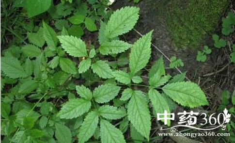 红升麻有哪些作用 红升麻可活血止痛祛风除湿