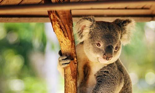 龙柏考拉保护区lone pine koala sanctuary