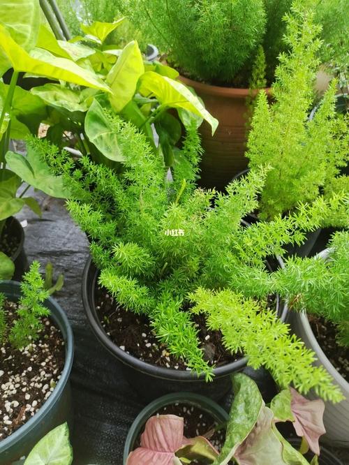 分享狐尾天门冬的养护以及繁殖_夏天去哪玩_花盆_春天