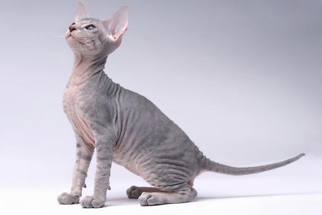 2021年世界十大最贵猫品种