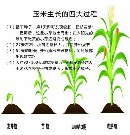 过程中,奶奶给我讲了玉米的成长过程.