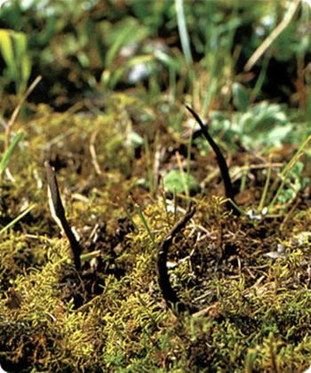 冬虫夏草的生长环境