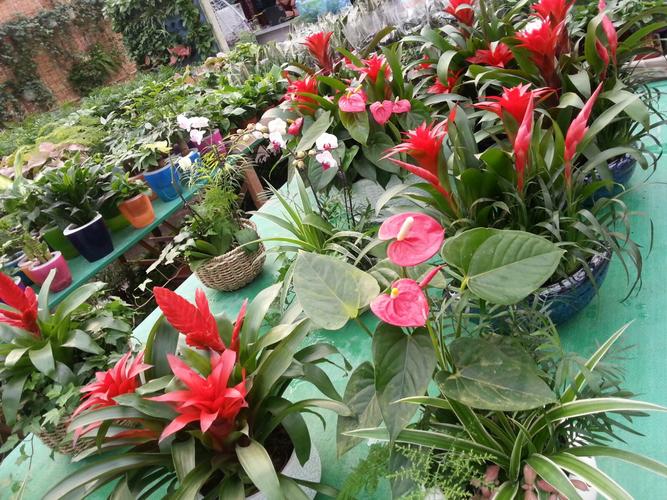 盛芳花卉市场