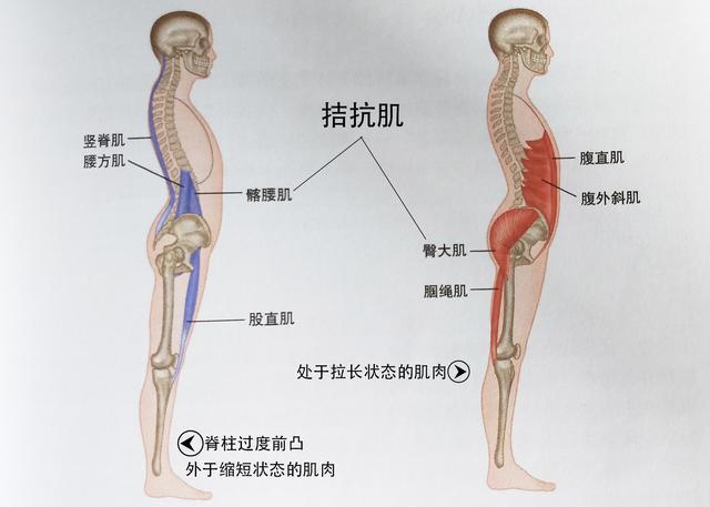 4个臀大肌训练动作,强壮髂腰肌和臀部肌肉,可以缓解下