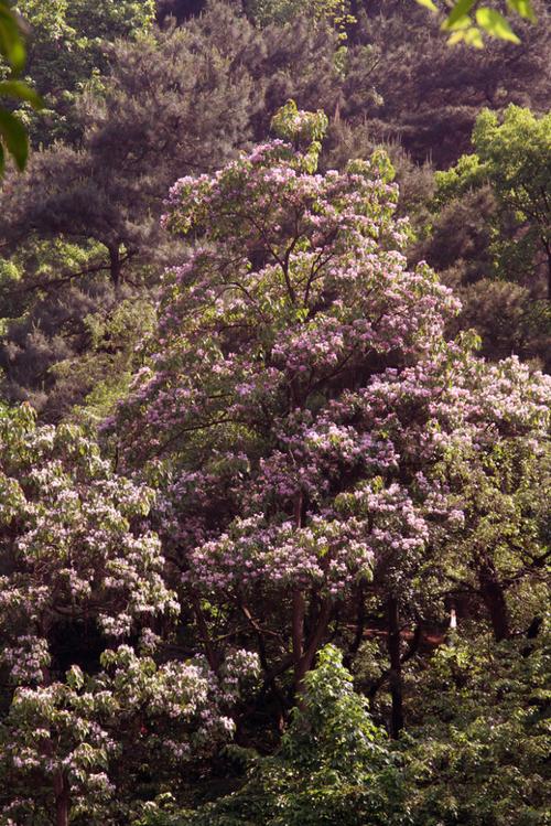 梓木开花了(图,文)
