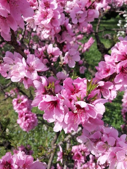 疫情下的春天,百花盛开,孤芳自赏,寂寞开无主,逐渐凋落老去.