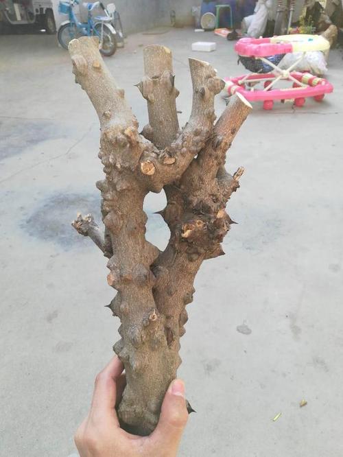 问道雄安,即将拆迁地发现花椒木,大家说该怎么盘?