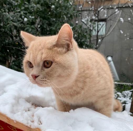 求对象!乳色英短弟弟!