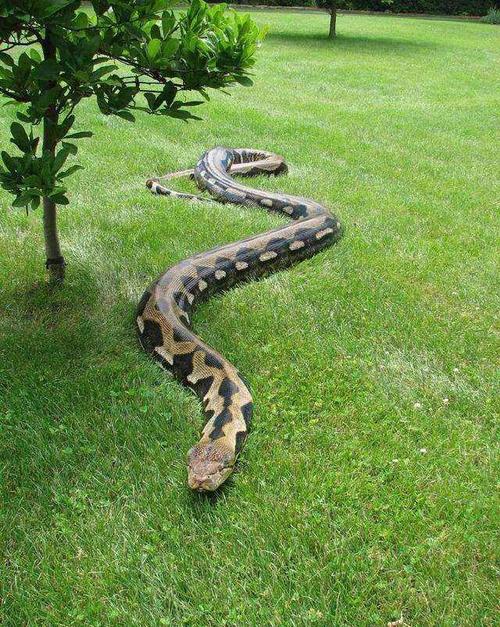 蟒蛇和蚺蛇的区别