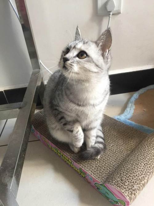 乖巧美短和布偶求好心人收养