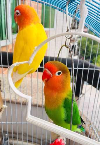牡丹鹦鹉&黄雀鸟