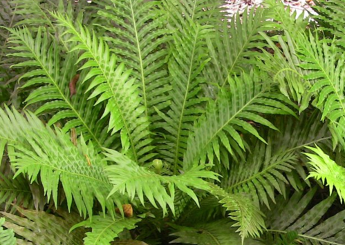 蜈蚣草叶簇生,有较强的视觉装饰效果哦!