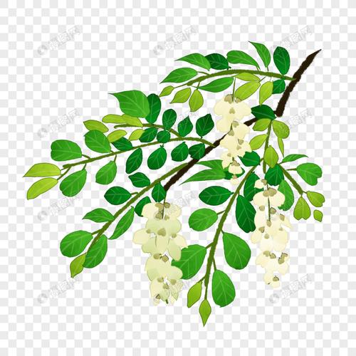 卡通槐花花环插图