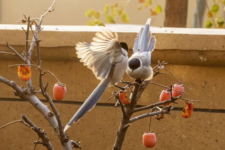 喜鹊登枝送吉祥