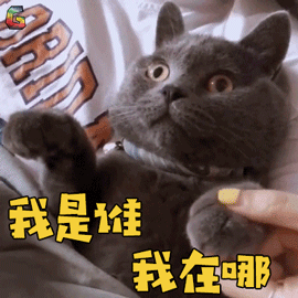 萌宠gif猫gif我是谁我在哪gif蒙圈gifsoogifgifsoogif出品gif