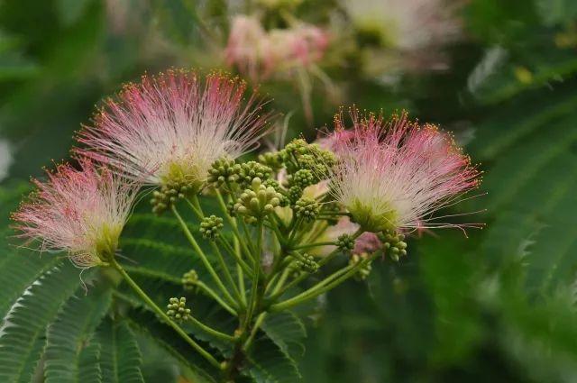 【西湖物种周历】合欢|年年如意,岁岁合欢