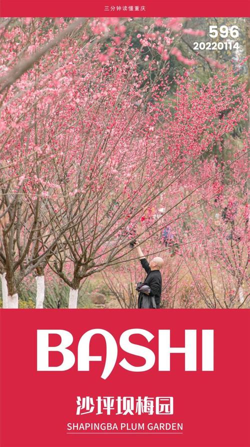 沙坪坝梅园红出圈了