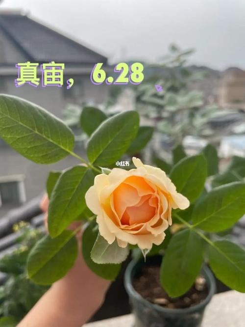 月季|真宙_月季_阳台_阳台花园_家居家装_家居装饰