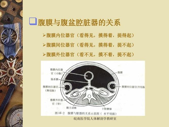 腹膜-解刨学课件ppt