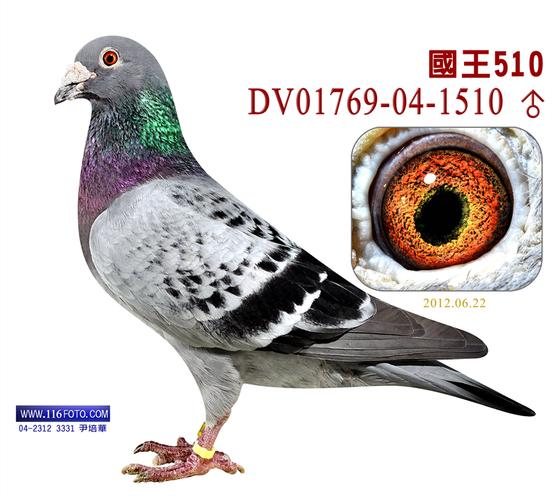 长春盛世鸽业种鸽欣赏如今的盛世鸽业,已是东北三省最大的专业赛鸽