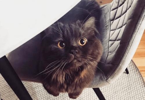 收养的咖啡色小猫撞脸泰迪熊,可爱到让人想多看几眼!