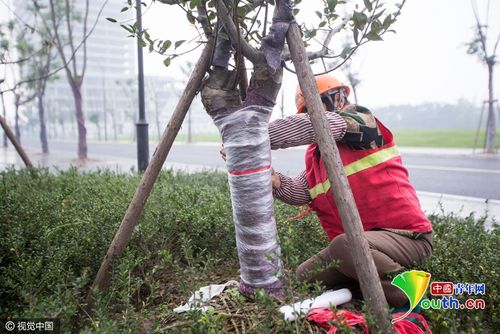 大妈给大树穿上"保暖衣"日赚百元