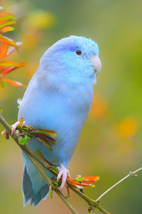 乖巧的蓝太平洋鹦鹉