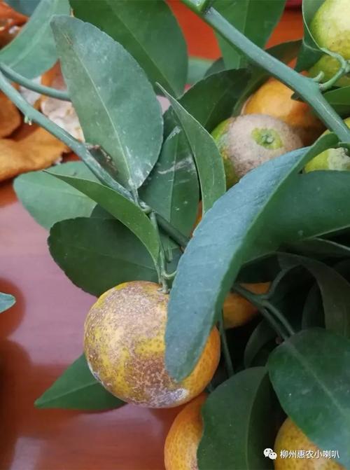 小煤炱属煤烟病